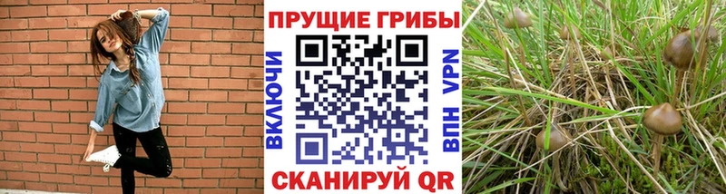 Псилоцибиновые грибы MAGIC MUSHROOMS  Глазов 